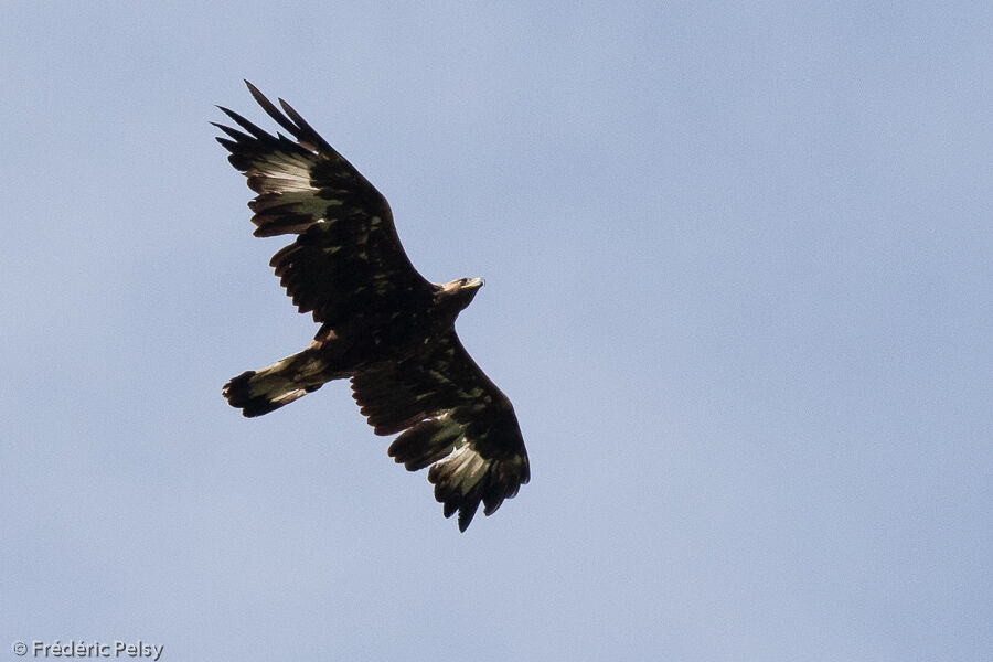Aigle royalimmature