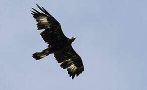 Golden Eagle