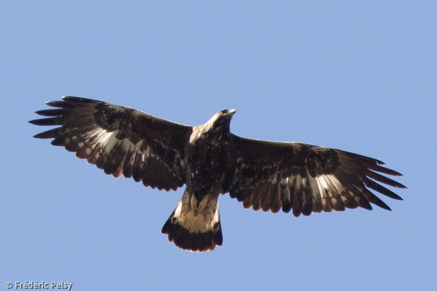 Golden Eagleimmature