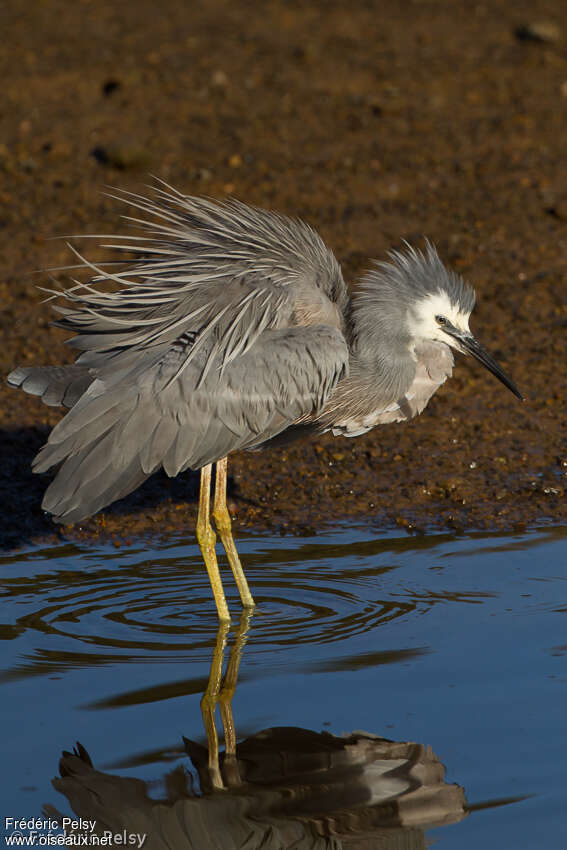 White-faced Heronadult breeding, aspect, pigmentation, Behaviour