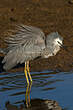 Aigrette à face blanche