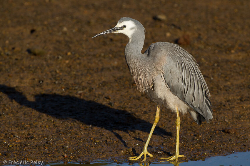 White-faced Heronadult, identification