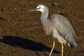 White-faced Heron