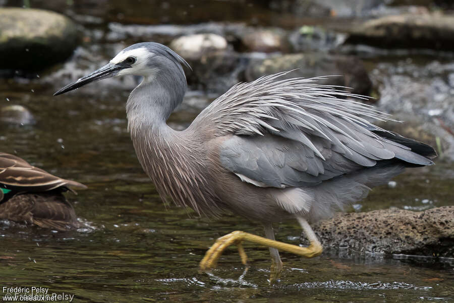 White-faced Heronadult breeding, pigmentation