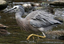 White-faced Heron