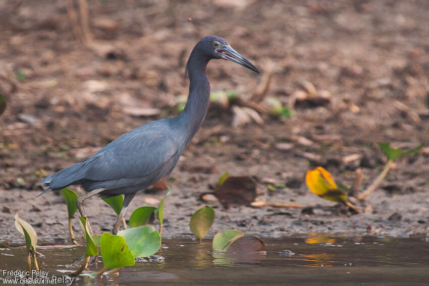 Little Blue Heronadult post breeding, habitat, pigmentation, walking