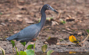 Aigrette bleue