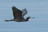 Aigrette bleue