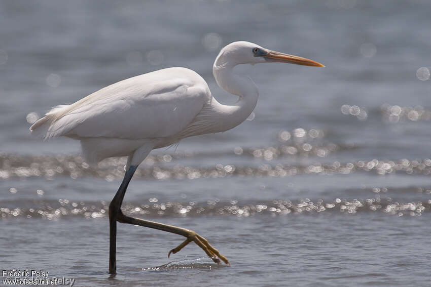 Aigrette des récifsadulte internuptial, identification