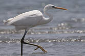 Aigrette des récifs