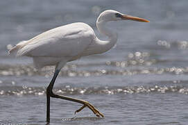 Western Reef Heron