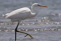 Aigrette des récifs