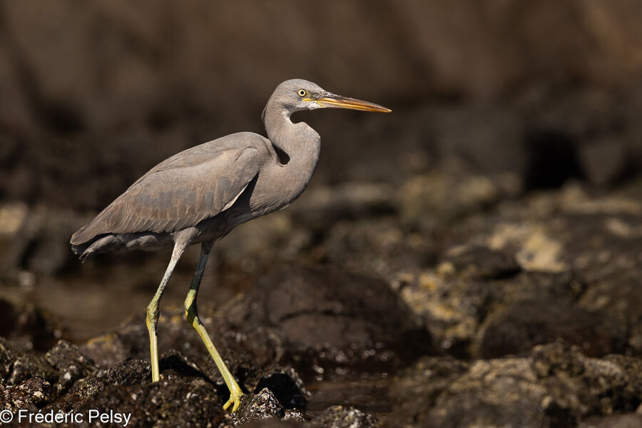 Western Reef Heron