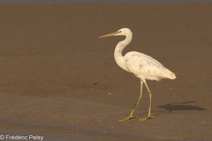 Western Reef Heron