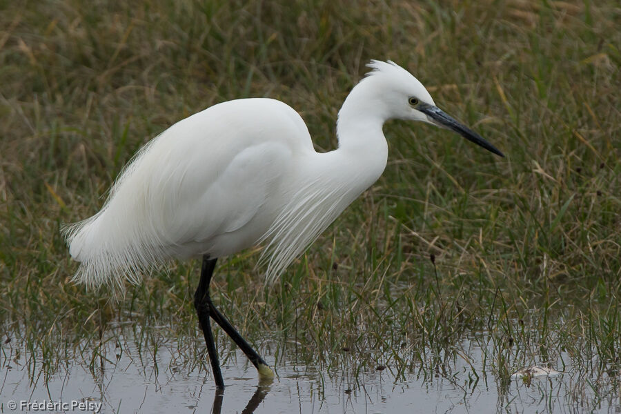 Little Egretadult