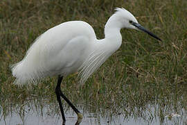 Little Egret