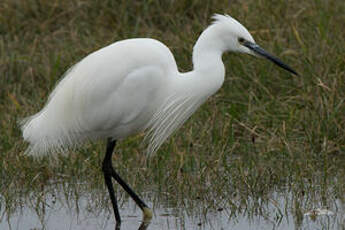 Aigrette garzette