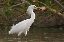 Snowy Egret