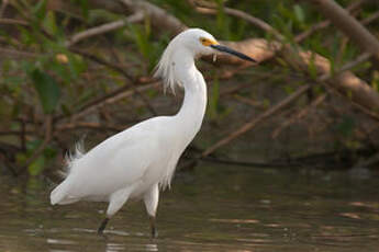 Aigrette neigeuse