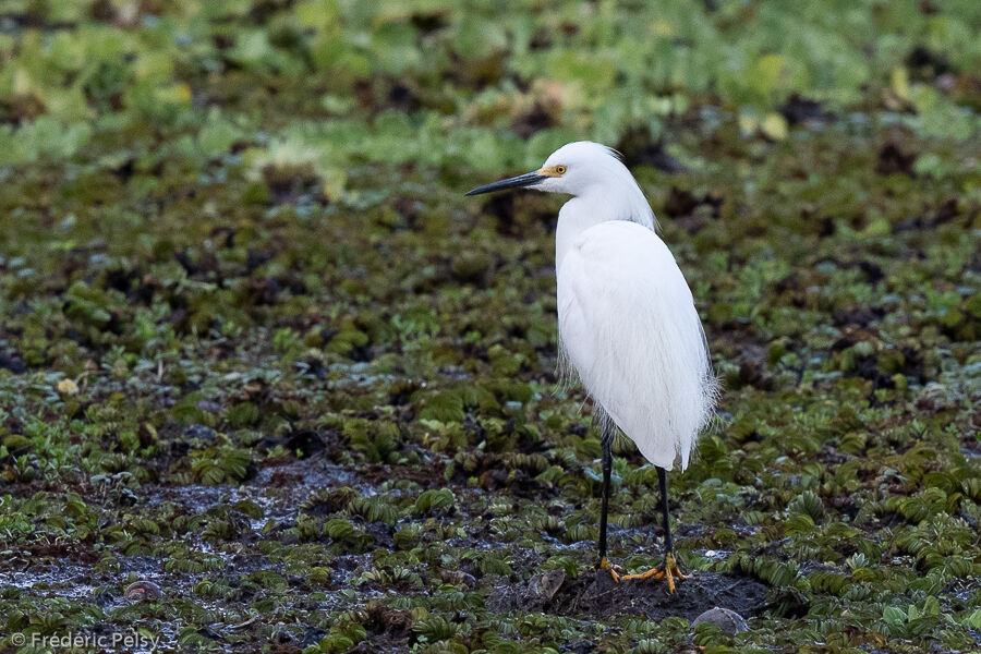 Snowy Egret