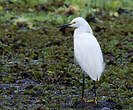 Aigrette neigeuse