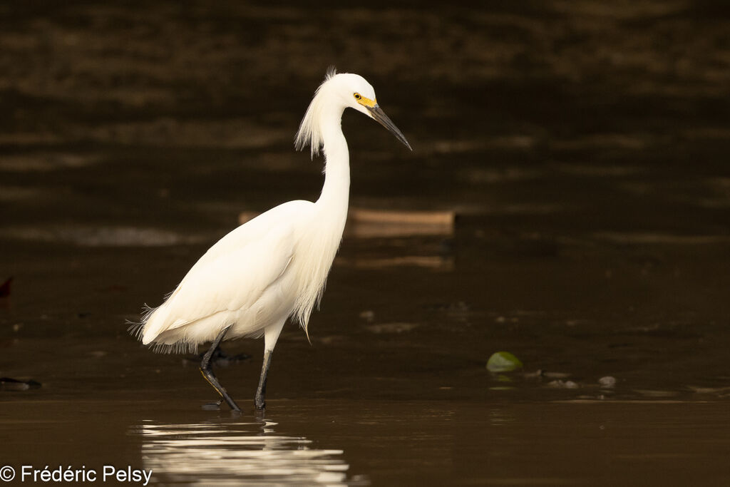 Snowy Egret