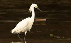 Aigrette neigeuse