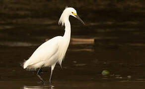 Snowy Egret