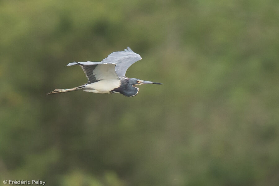 Tricolored Heron, Flight