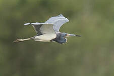 Aigrette tricolore