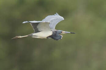 Aigrette tricolore