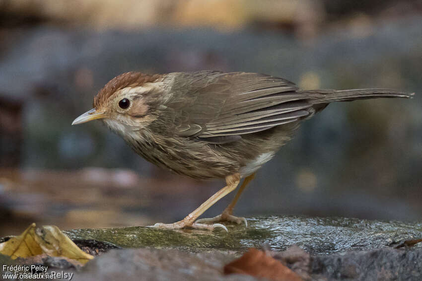 Puff-throated Babbleradult, close-up portrait, aspect