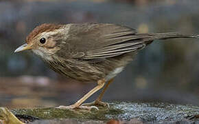 Puff-throated Babbler