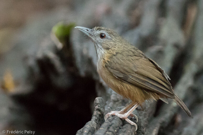 Abbott's Babbleradult, identification, aspect