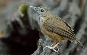 Abbott's Babbler