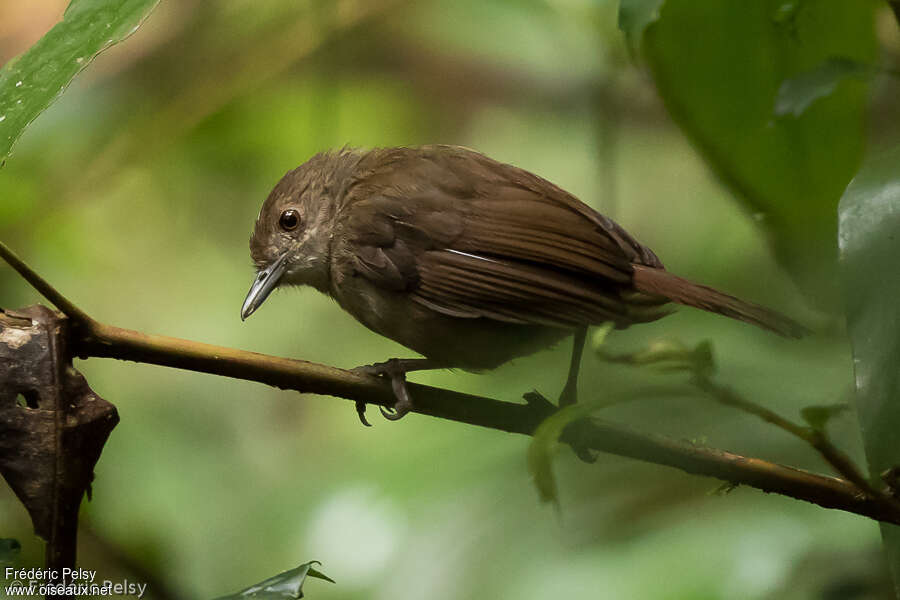 Akalat des Célèbes, identification