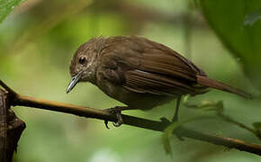 Sulawesi Babbler