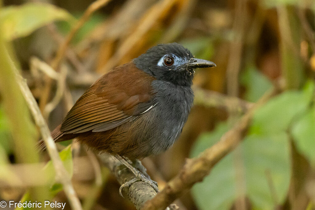 Chestnut-backed Antbird