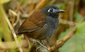 Chestnut-backed Antbird