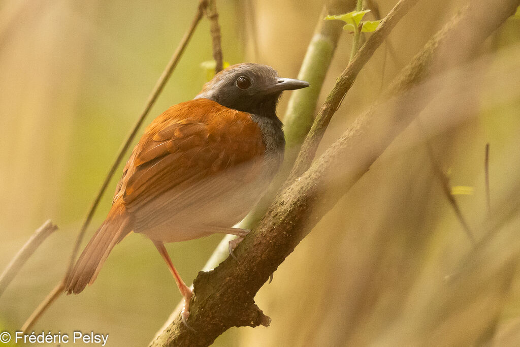 White-bellied Antbird