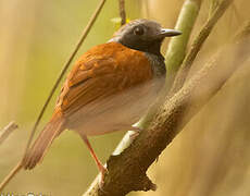 White-bellied Antbird