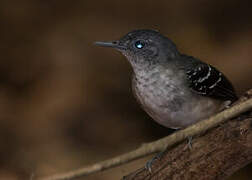 Band-tailed Antbird