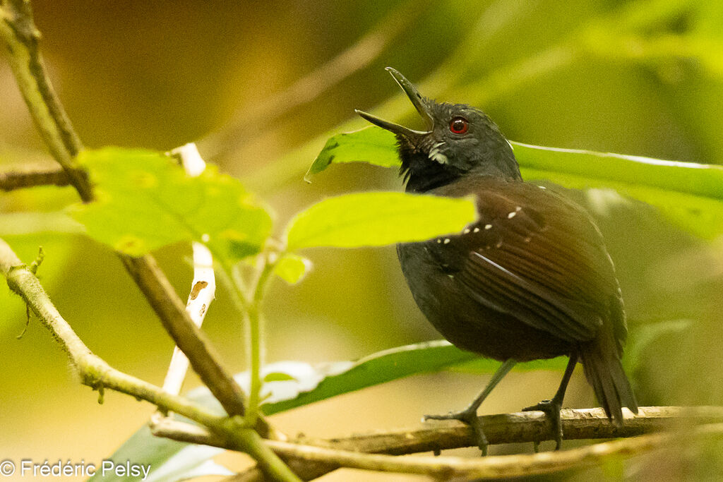 Dull-mantled Antbird