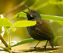 Dull-mantled Antbird