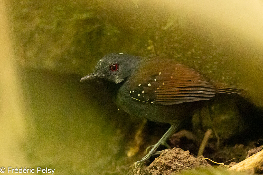 Dull-mantled Antbird