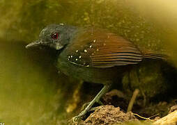 Dull-mantled Antbird