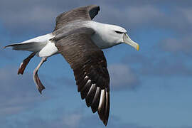 Albatros à cape blanche