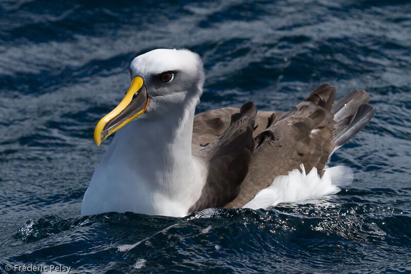 Albatros de Bulleradulte
