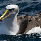 Albatros de Buller