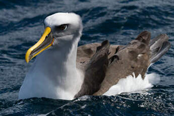 Albatros de Buller